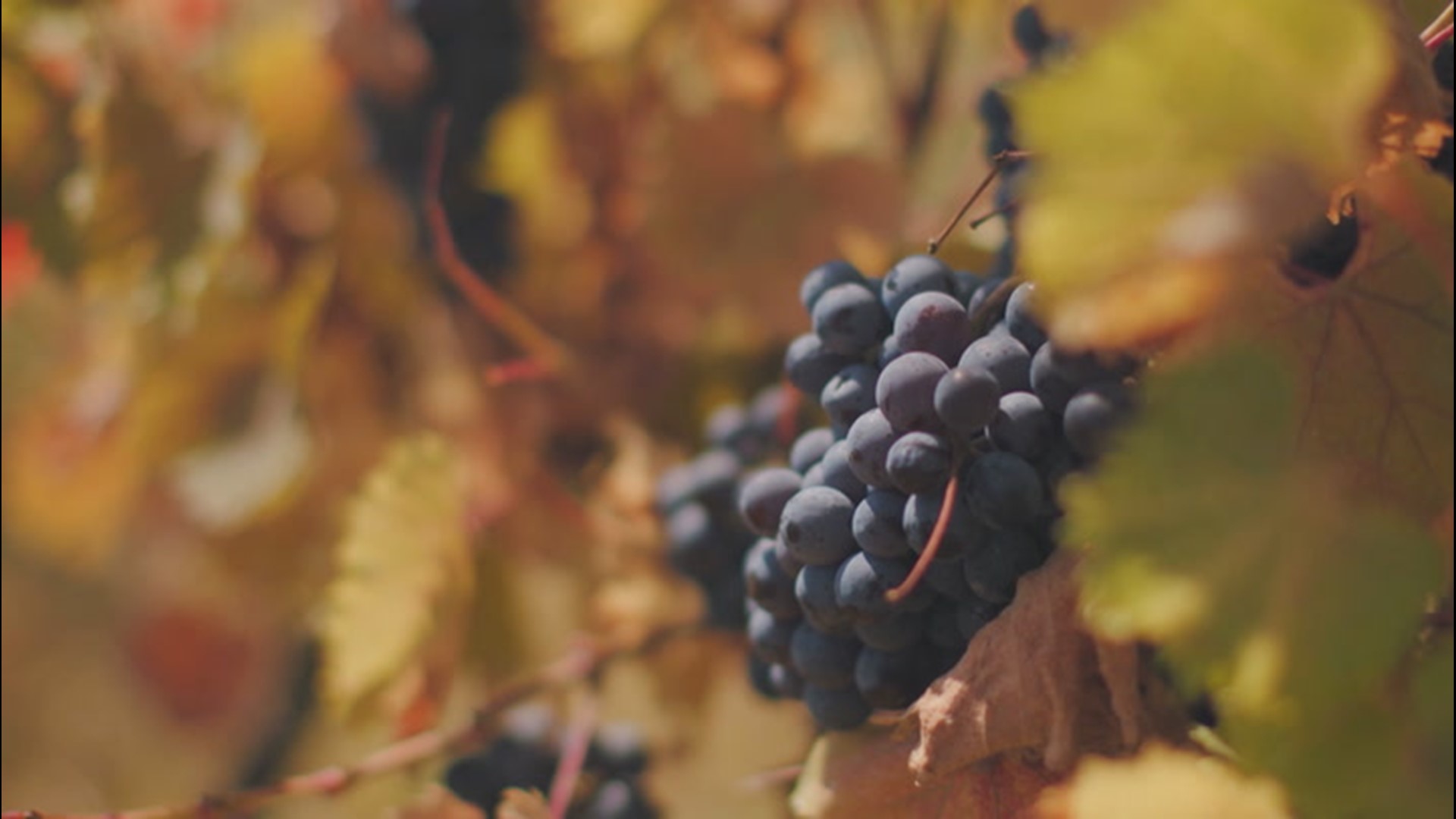 AccuWeather's Dexter Henry takes a look at how a region's climate can impact wine.