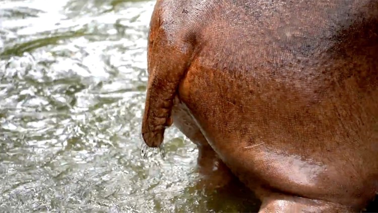 Hippos Spray Poo at the First Sign of Invaders