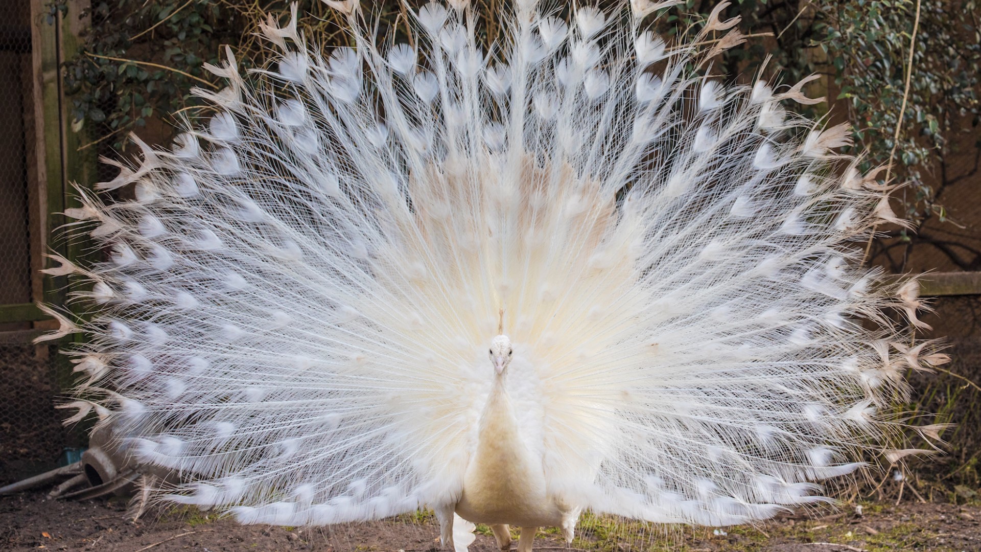 Rare White Peacock Displays Full Plumage During Mating Ritual Kens5 Com