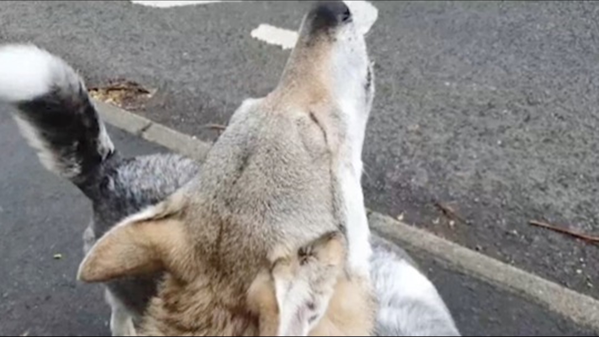 Viral Video Shows Husky Howling To An Ambulance Siren Kens5 Com