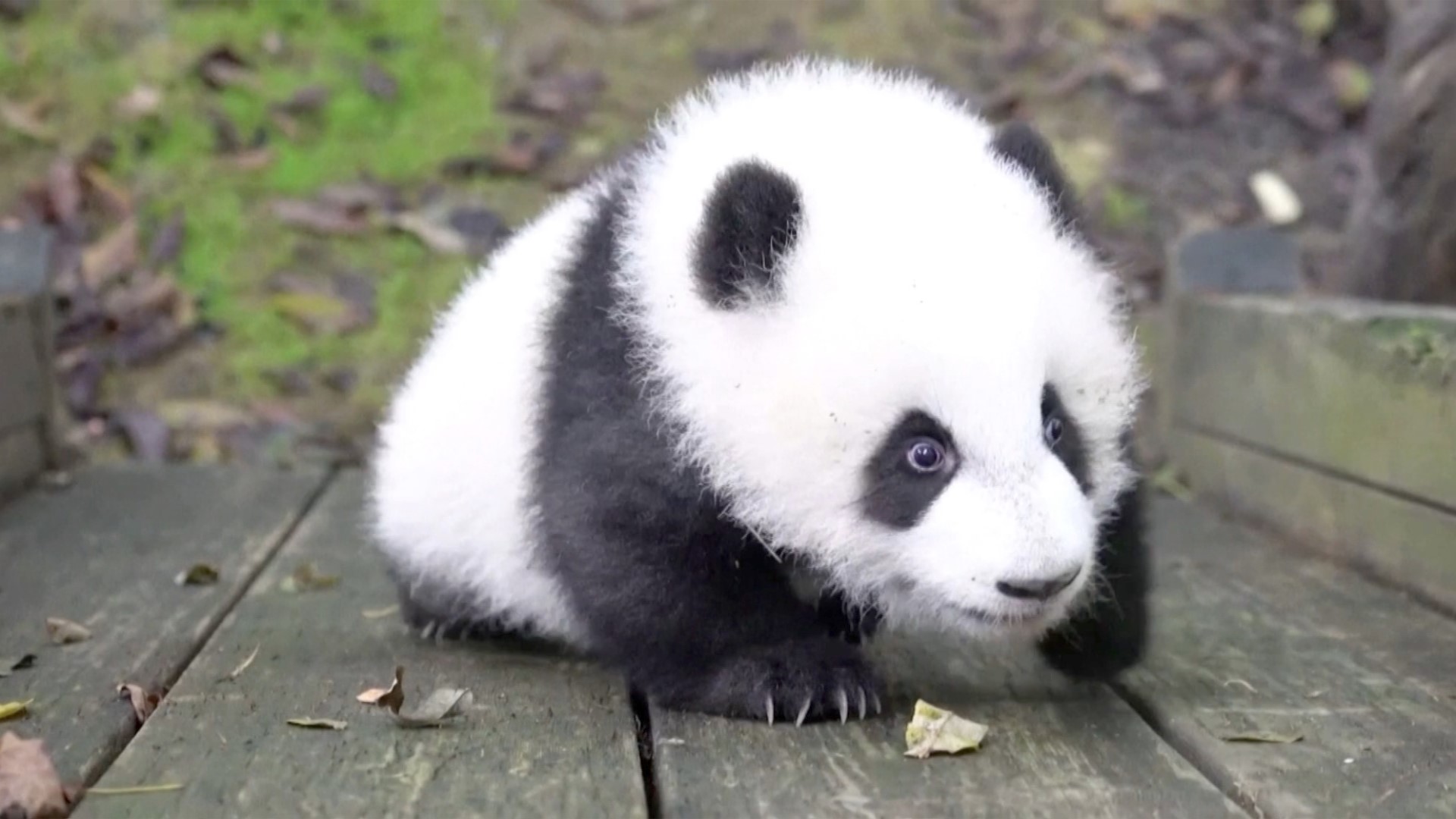 panda near me panda near me