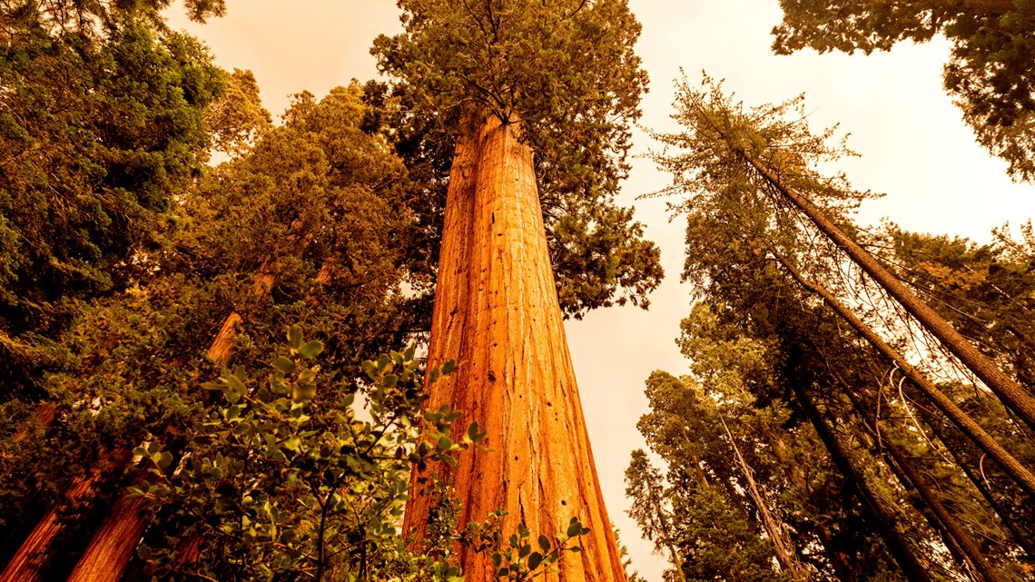 California firefighters scramble to save sequoia groves - Vimarsana News