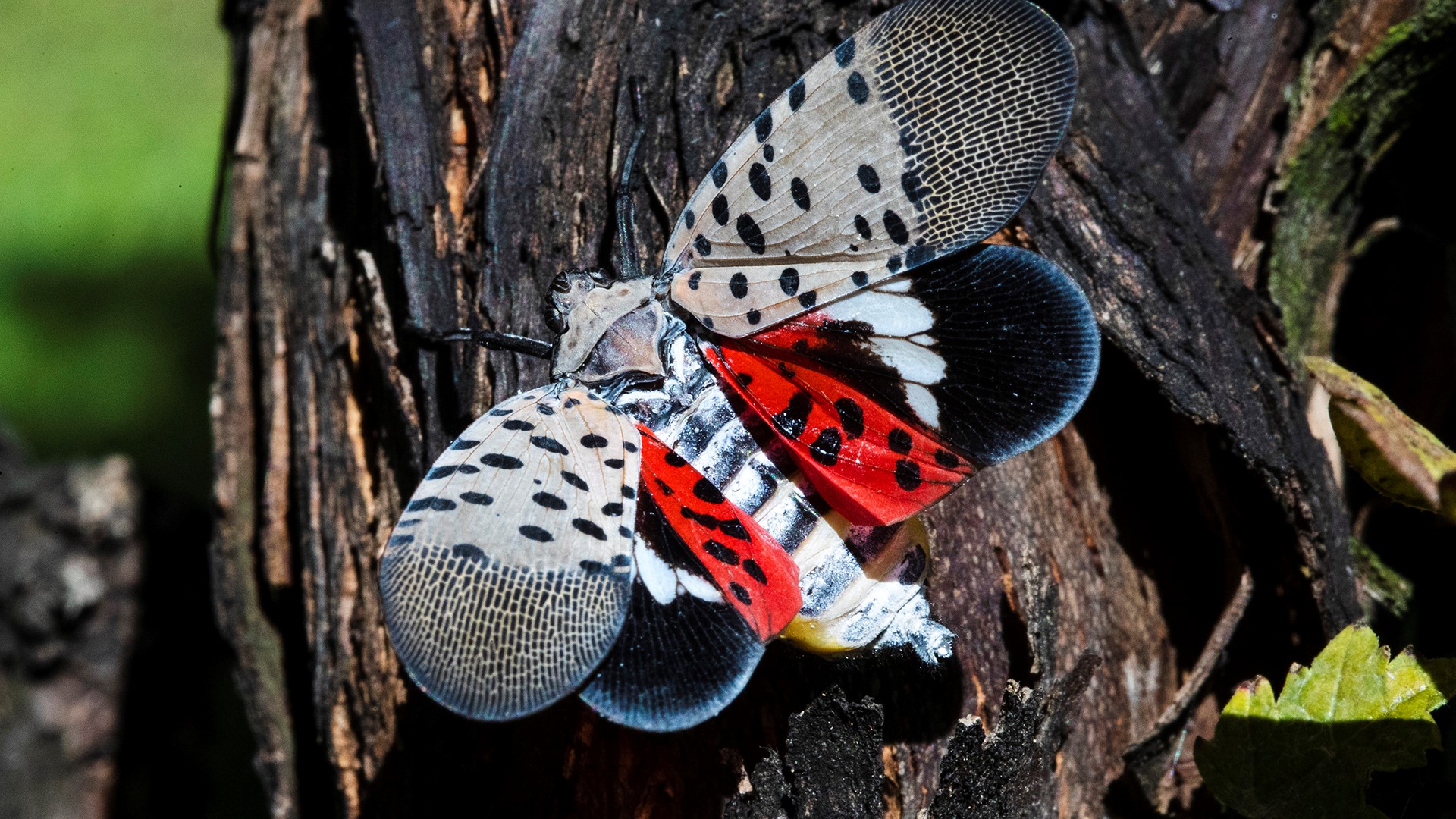 The spotted lanternfly has emerged as a serious pest since the federal government confirmed its arrival in southeastern Pennsylvania 5 years ago. (AP)