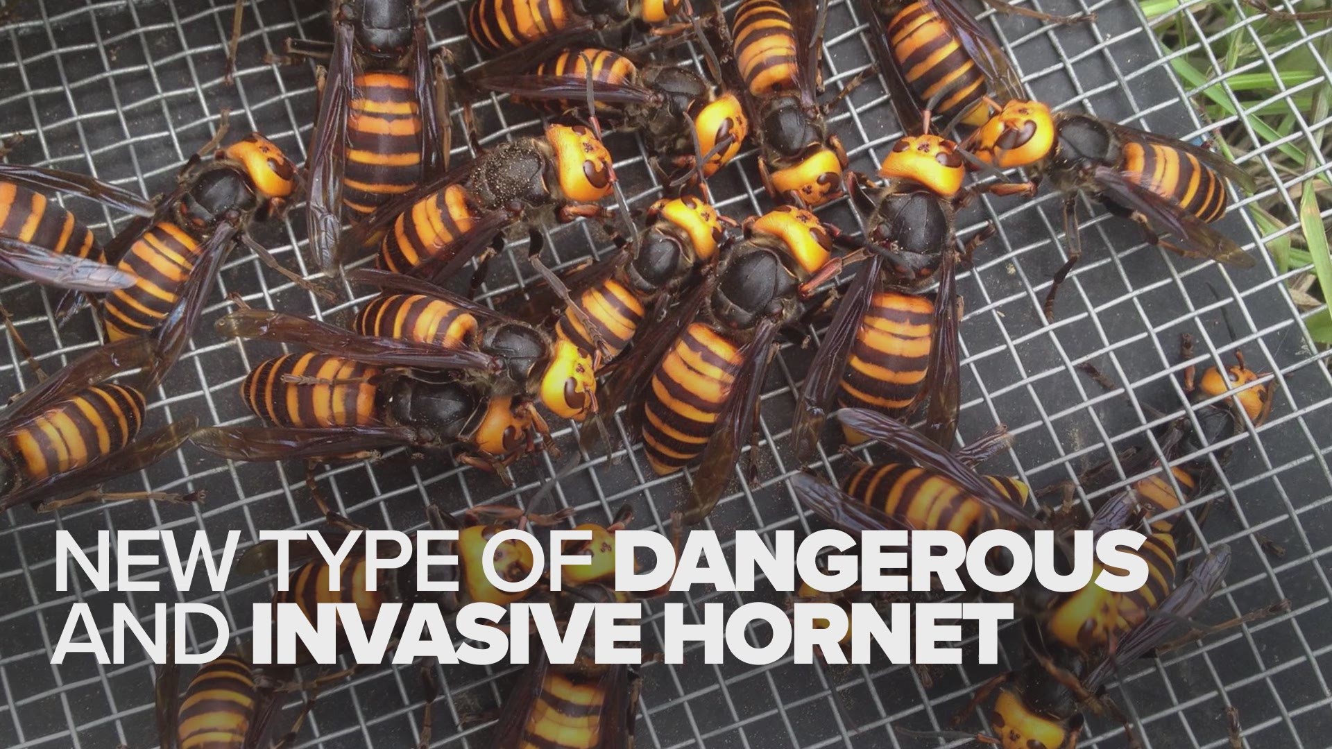 The world's largest hornet, a 2-inch killer dubbed the "Murder Hornet" with an appetite for honey bees, has been found in the U.S.