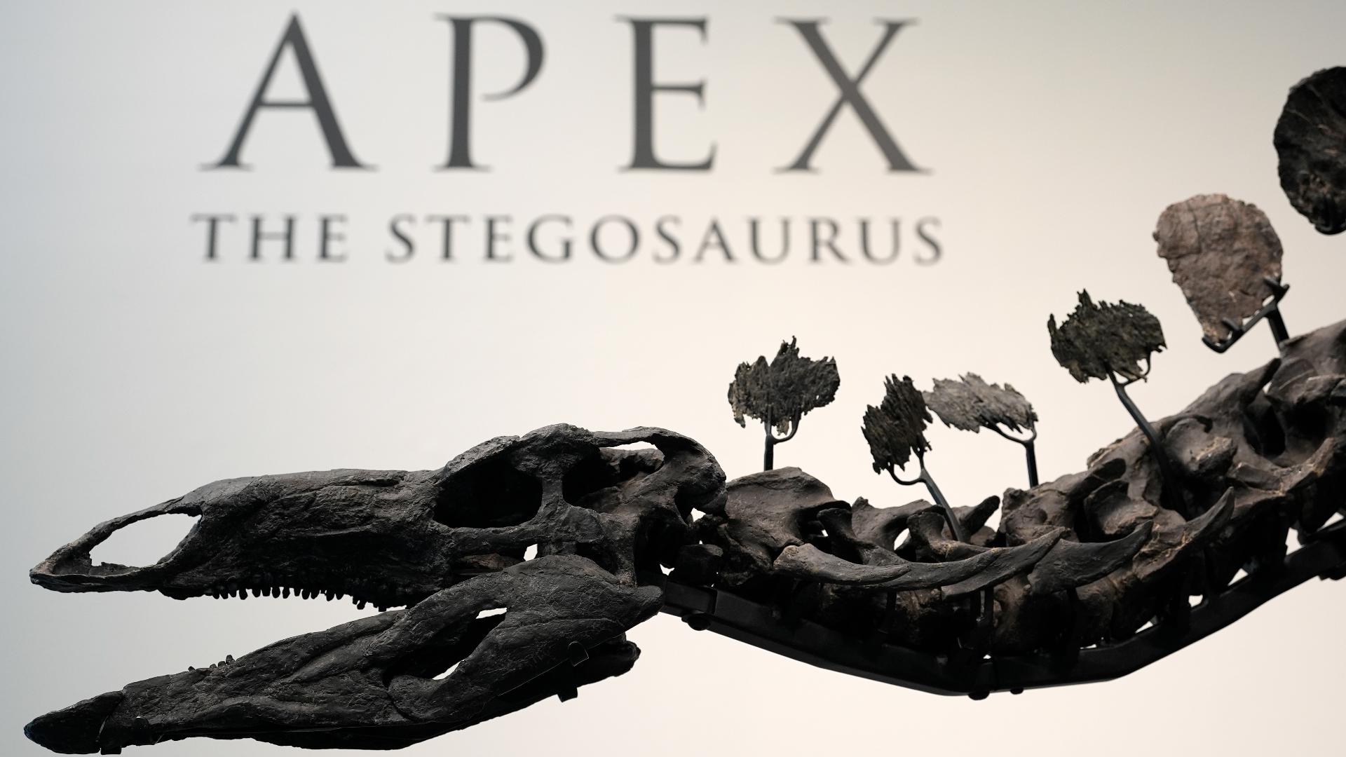 The bones of a 161-million-year-old Stegosaurus are on display at Sotheby’s in New York as part of the annual Geek Week sale series.