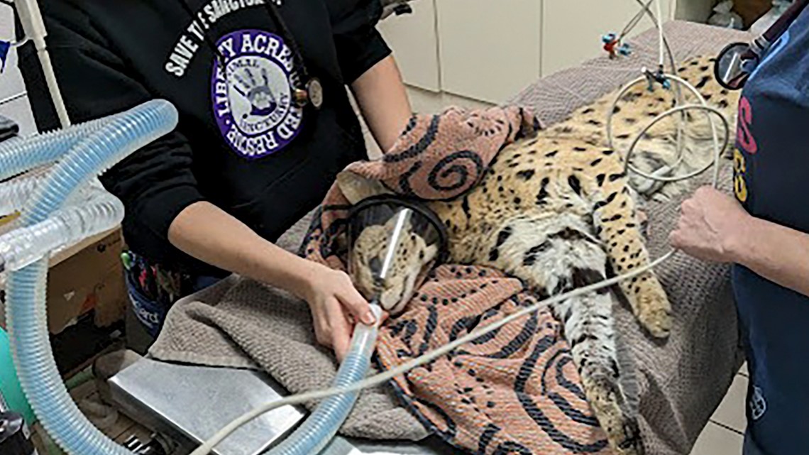 Cocaine Cat found after more than a month missing - Vimarsana News