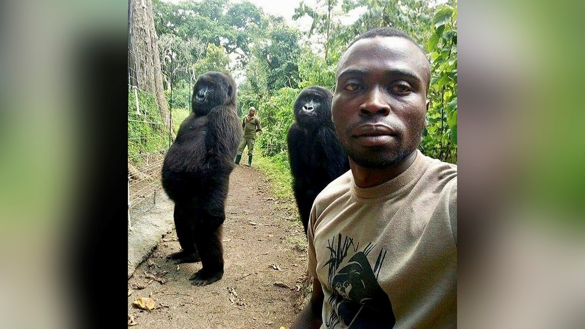 Ndakasi, gorilla in viral photobomb, dies at 14 after illness - Vimarsana News