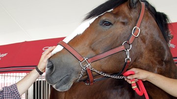 Why you may have missed Budweiser's 2023 Super Bowl ad