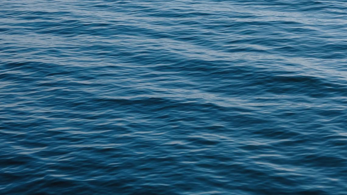 Black seadevil anglerfish spotted near the surface in rare sighting