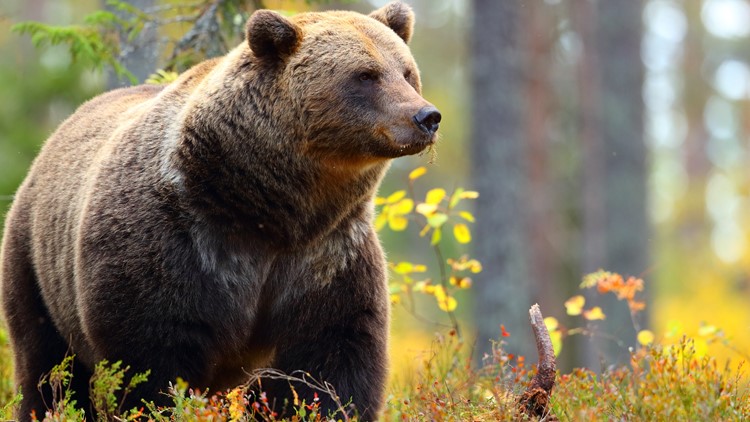 National Park Service: Never push a 'slower friend down' if you come across a bear