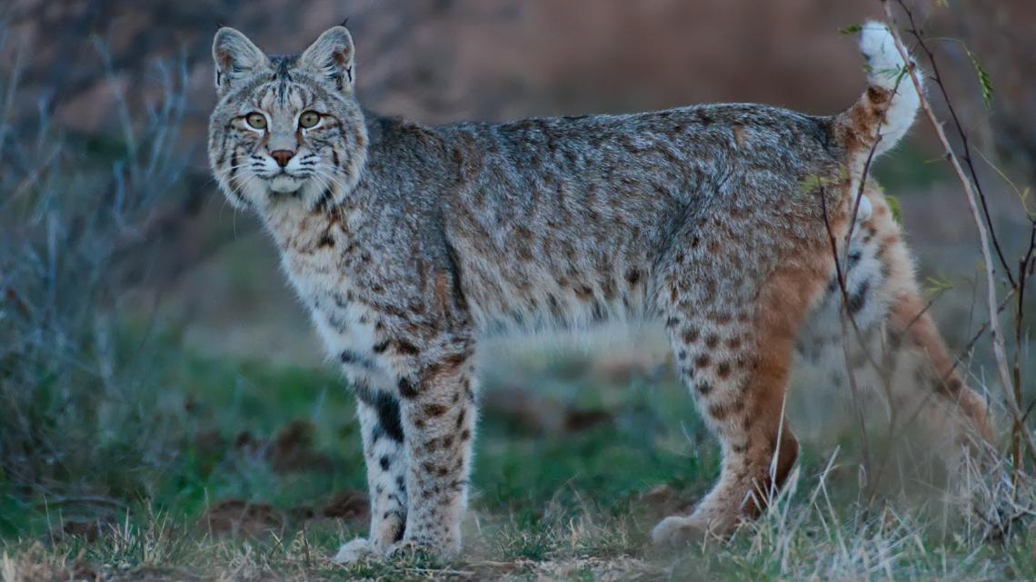 German Shepherd kills bobcat believed to have attacked multiple people in Arizona