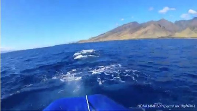 Young humpback whale freed from entangled gear off Hawaii