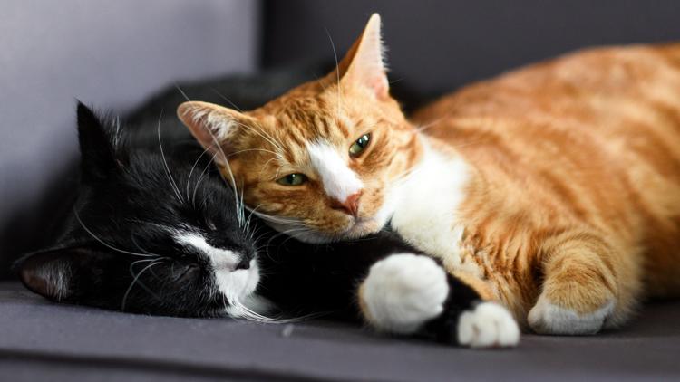 Study Guide Cat Could your cat make you sick? Study suggests 1 in 15 cats may carry ...