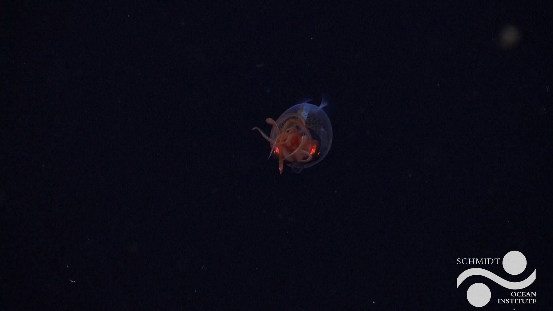 The squid filmed was a juvenile found deep in the South Atlantic Ocean.