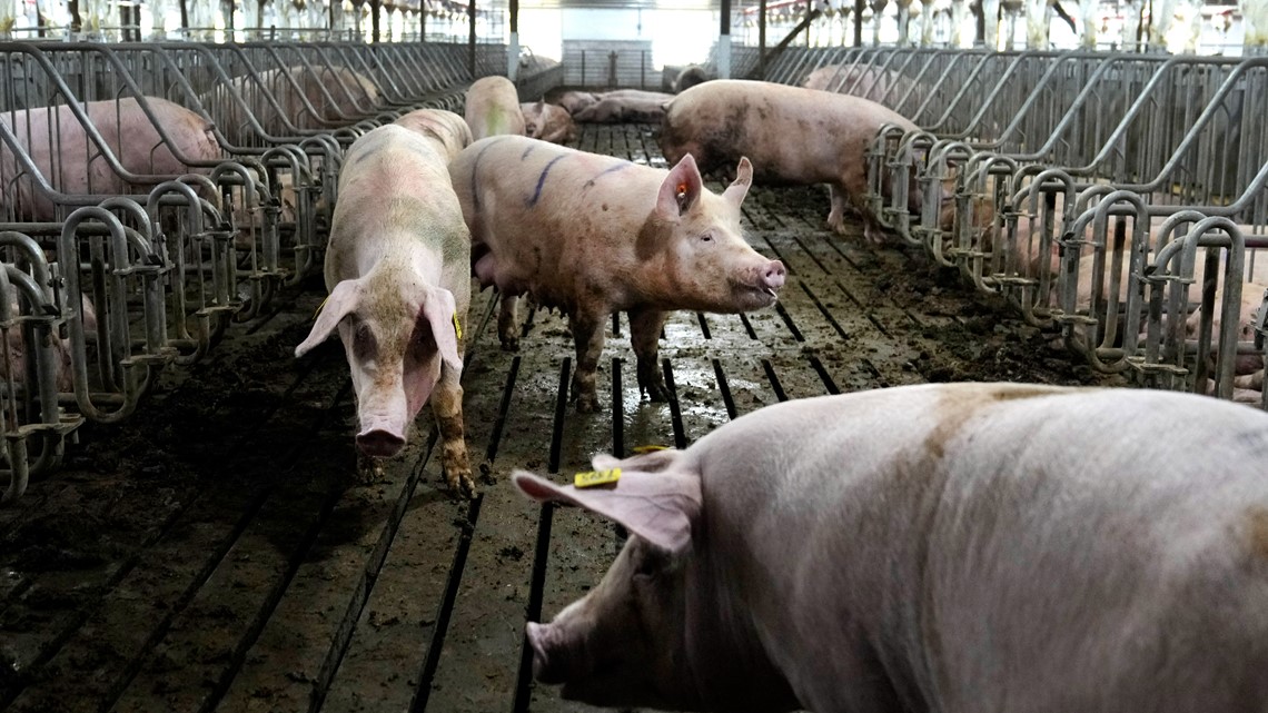 California law to get pigs out of tiny cages takes effect July 1 - Vimarsana News