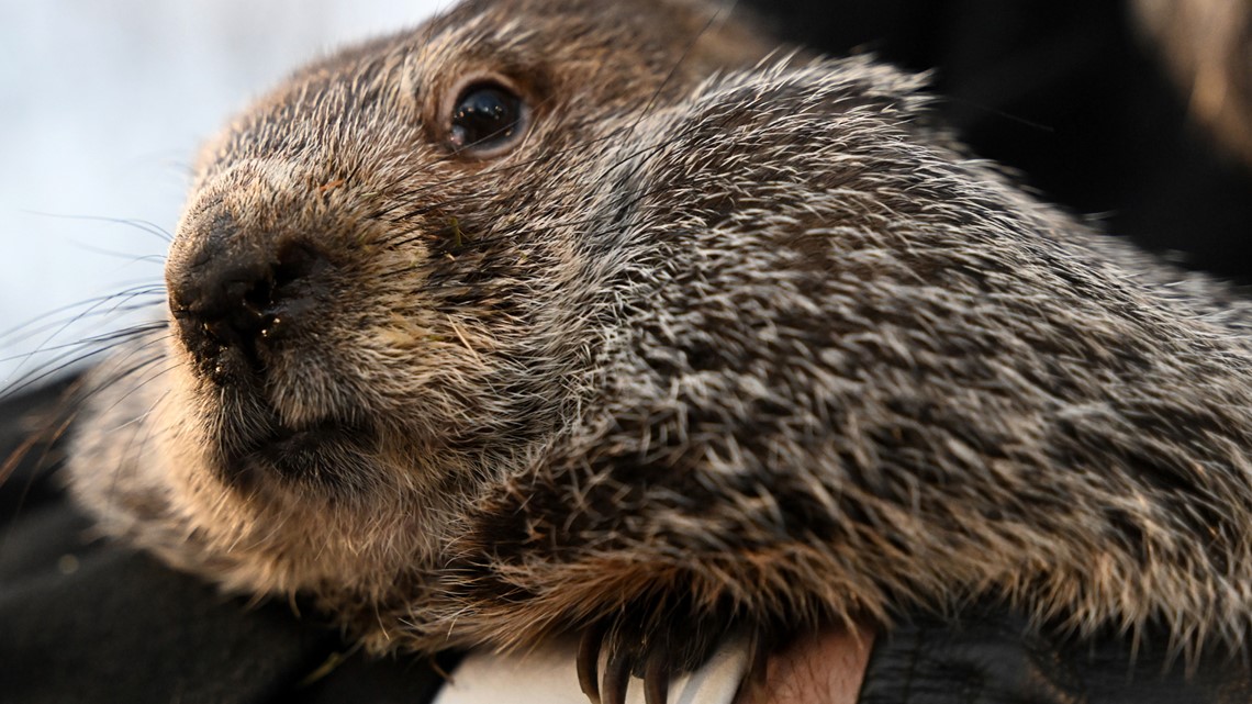 When is groundhog day? | kens5.com - Vimarsana News