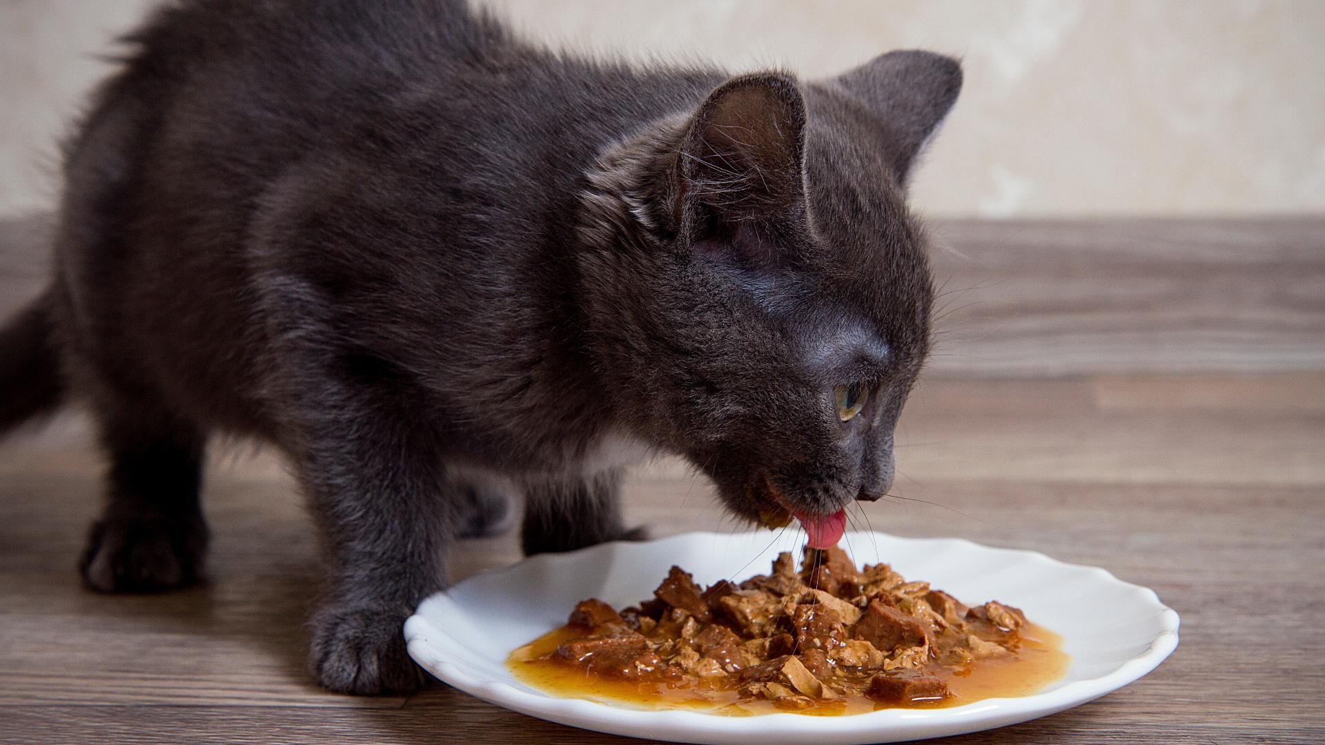 Toxic chemicals found in most tested cat foods, new investigation finds ...