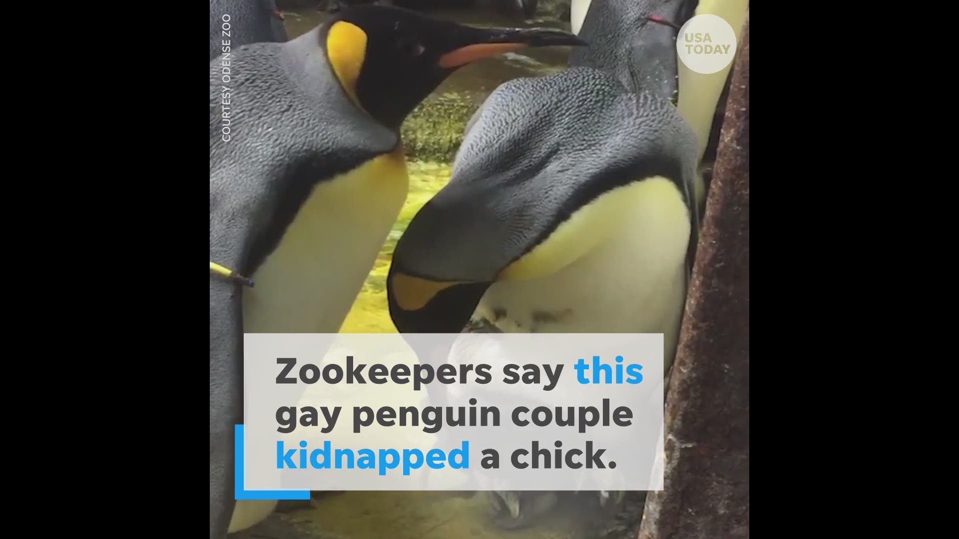 Gay Penguins Kidnap Chick According To Denmark Zoo Kens5 Com Gay Penguins Kidnap Chick According To Denmark Zoo Kens5 Com