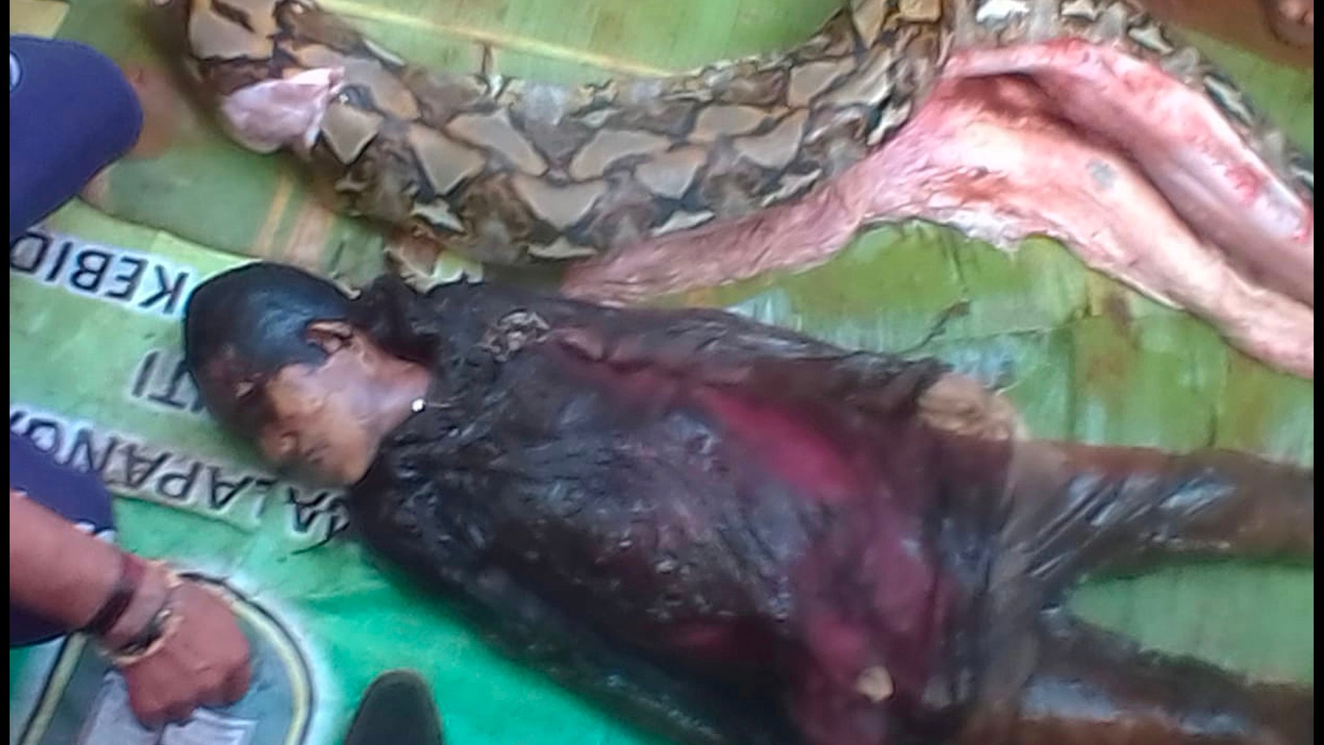 23-foot-long python swallows Indonesian woman | kens5.com