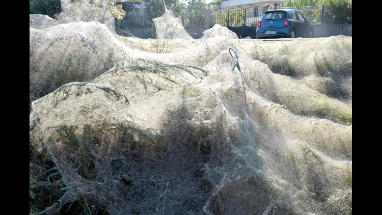 Giants spider webs cover beach in Greek town of Aitoliko