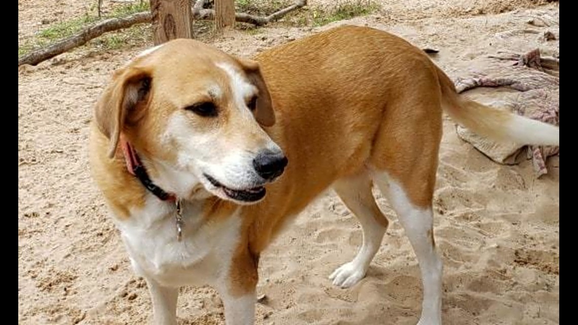 golden retriever foxhound mix