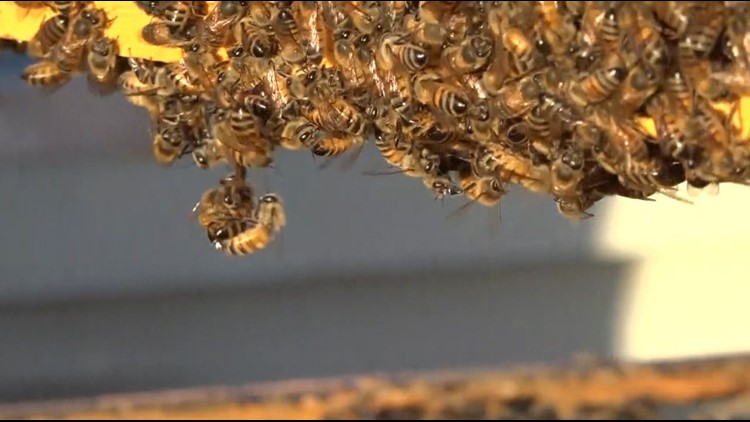 Texas drought has led to a low in honey production