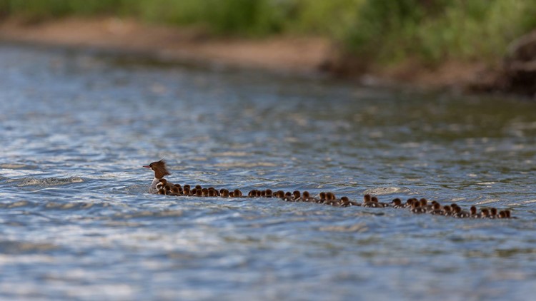 Man snaps photo of mama duck with 76 ducklings