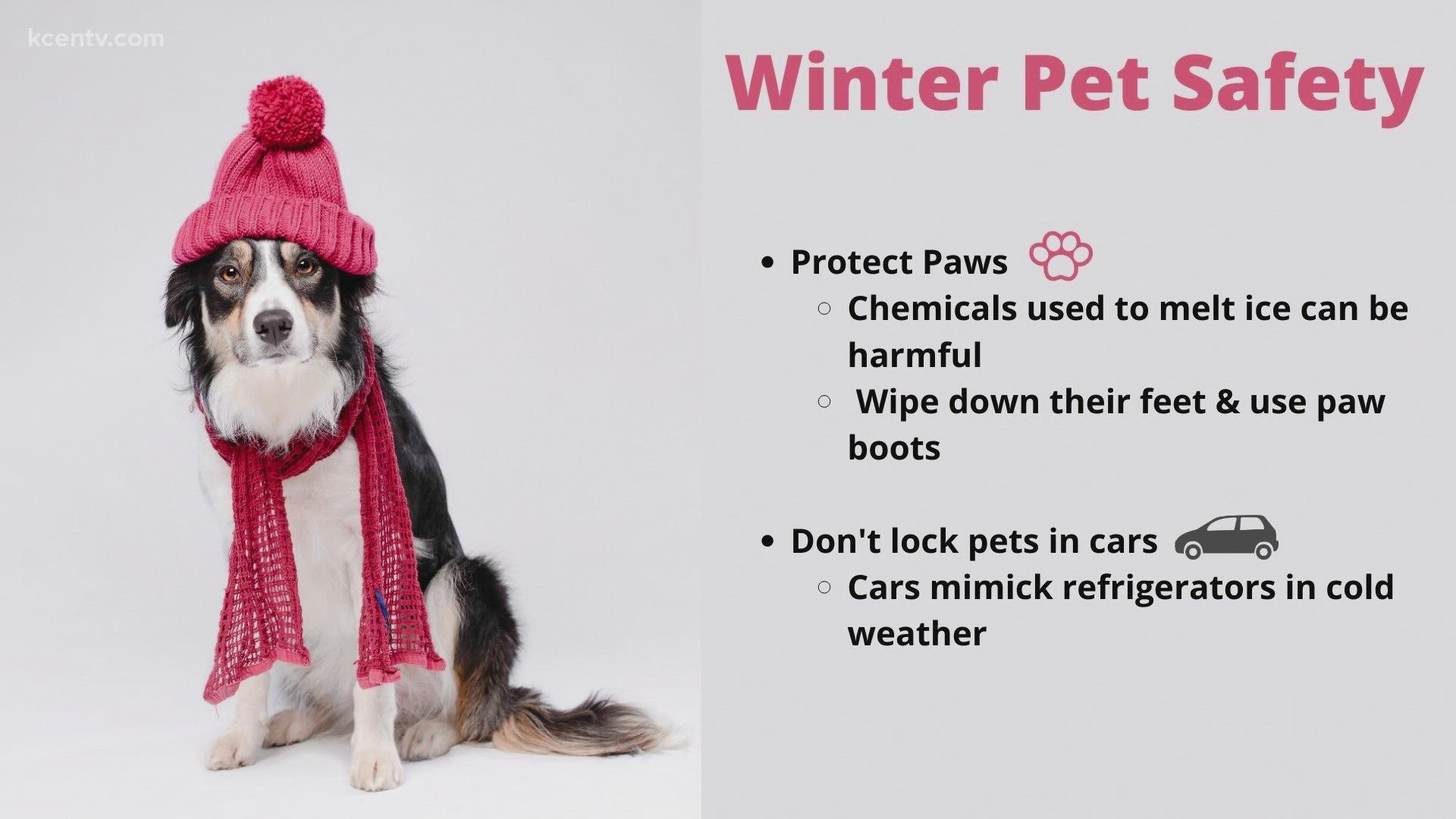 Chemicals used to melt ice can be harmful. Be sure to also wipe down their feet and use paw boots.