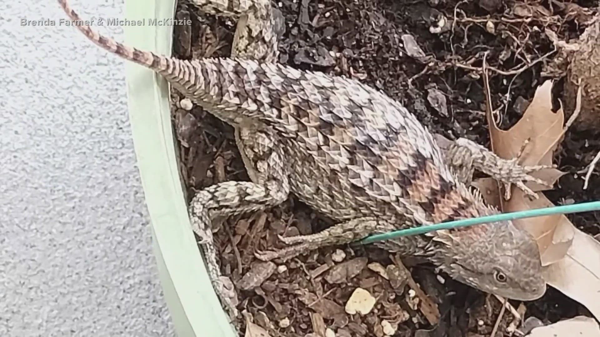 Central Texans are seeing the reptile pop up more in their backyards.