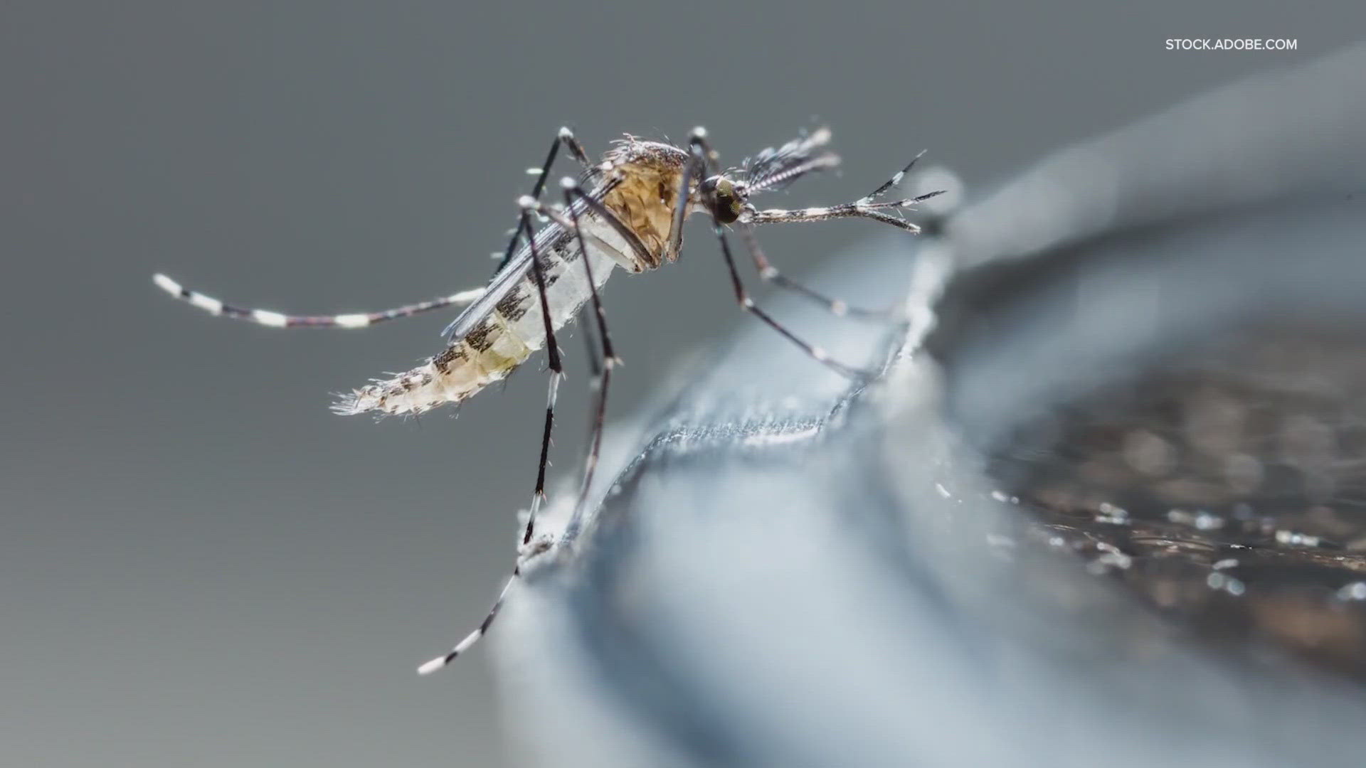 Unfortunately, it's that time of the year in the Lone Star State where we have to pay mind to those pests in the air and areas of standing water.