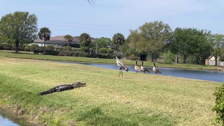 'Gangster' bird scares off alligator in Florida video