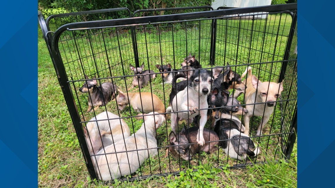 24 dogs pulled from Temple house fire - Vimarsana News
