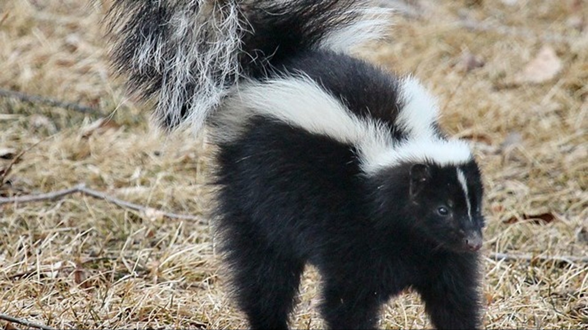 Kerr County records seventh rabies case after skunk found in family's yard
