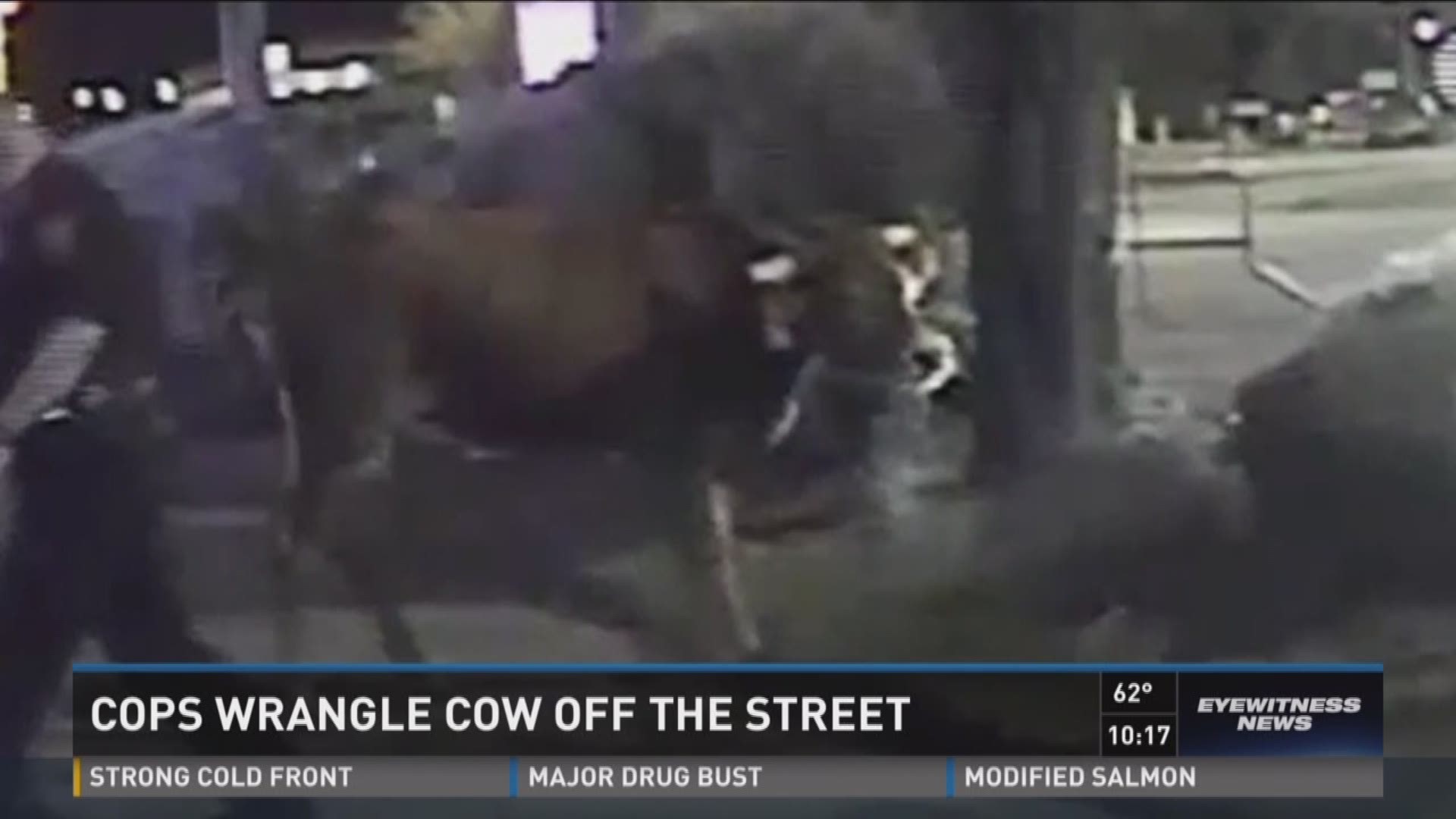 Cops wrangle cow off the street 