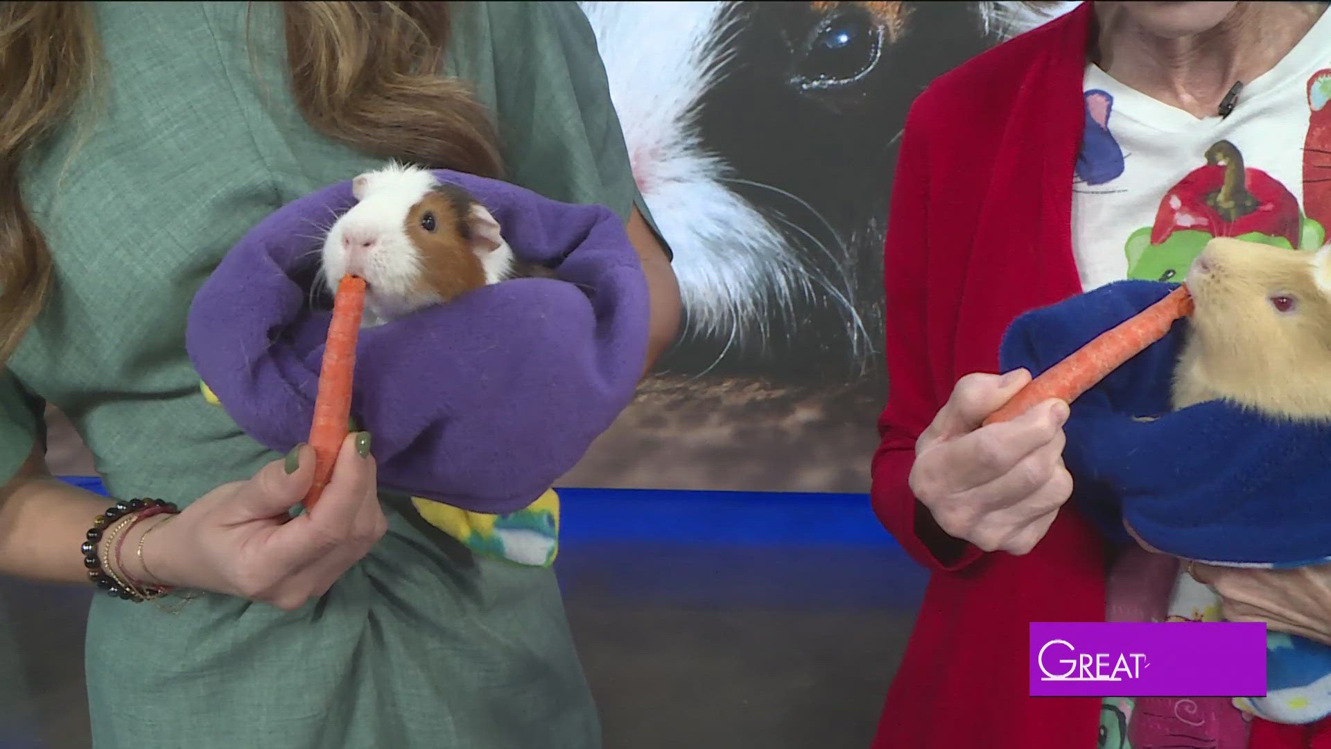 Diana Sandlin with Second Chance Cavy brings in some adoptable guinea pigs. 