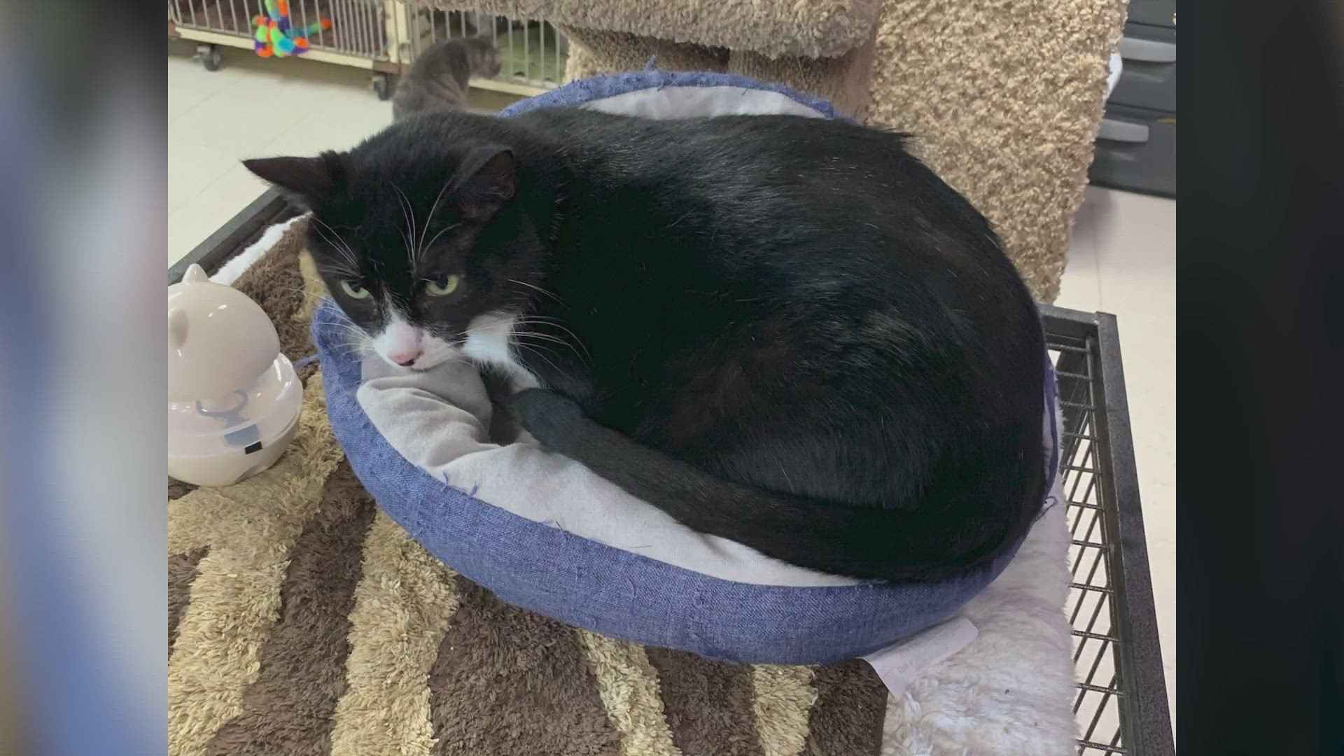 6-year-old Tuxedo cat has been at shelter his whole life 