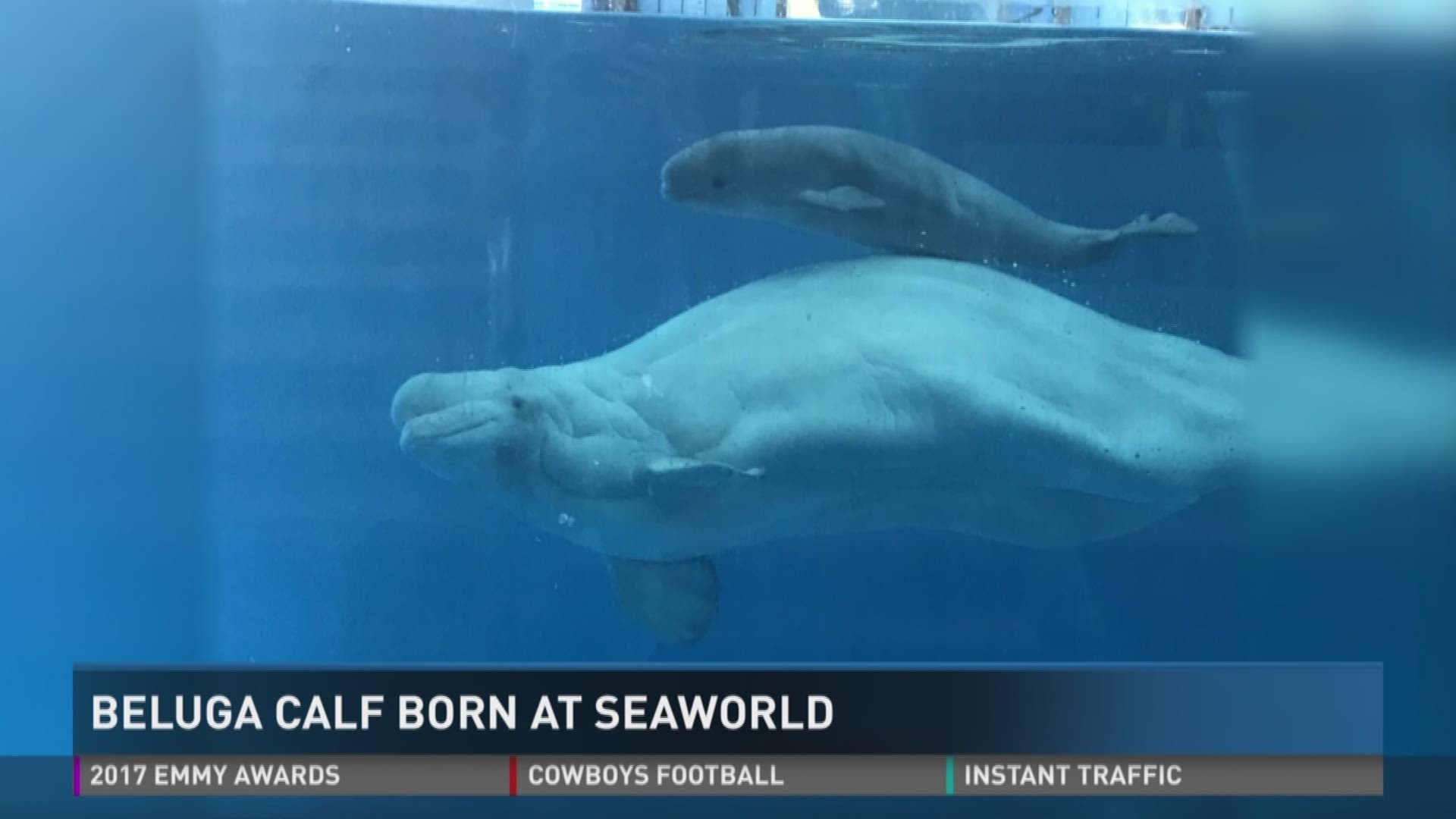 The beluga whale calf was born on Sept. 17 at the San Antonio Park weighing in at 125 pounds.