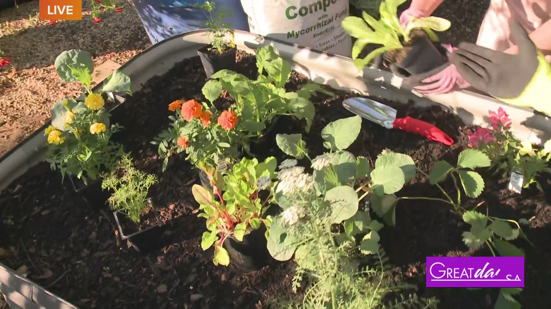 GDSA Producer Christen Urban visits Rainbow Gardens to learn how to plant a veggie garden.