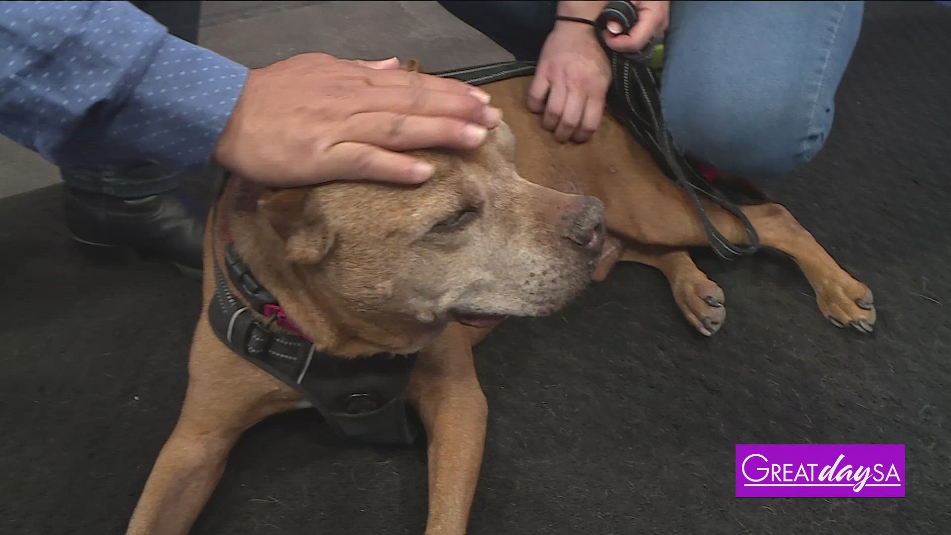 Justine Grier with San Antonio Pets Alive brings in a cute furry friend that's up for adoption.