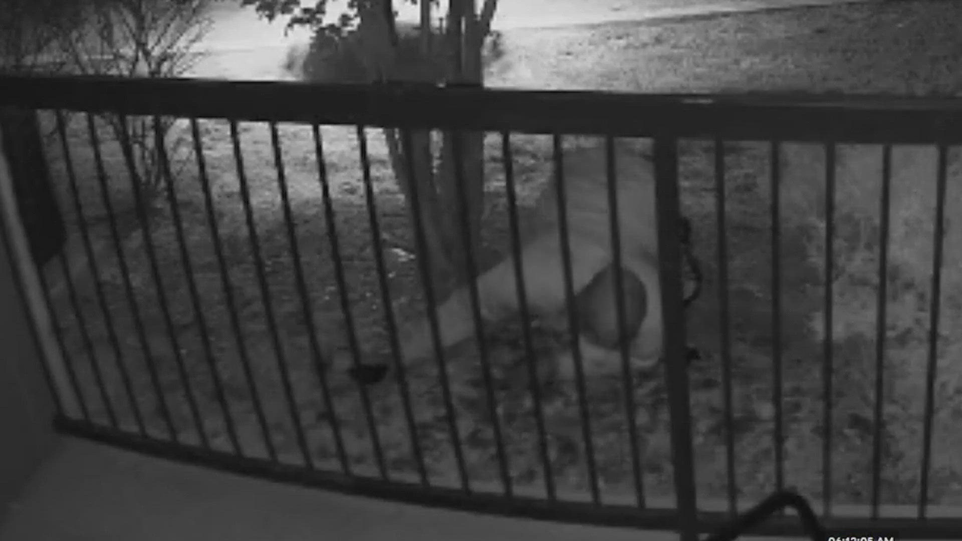 Mikayla Suttles shares surveillance video of the suspected peeping tom crawling toward her patio, just weeks after she says he recorded her getting dressed.