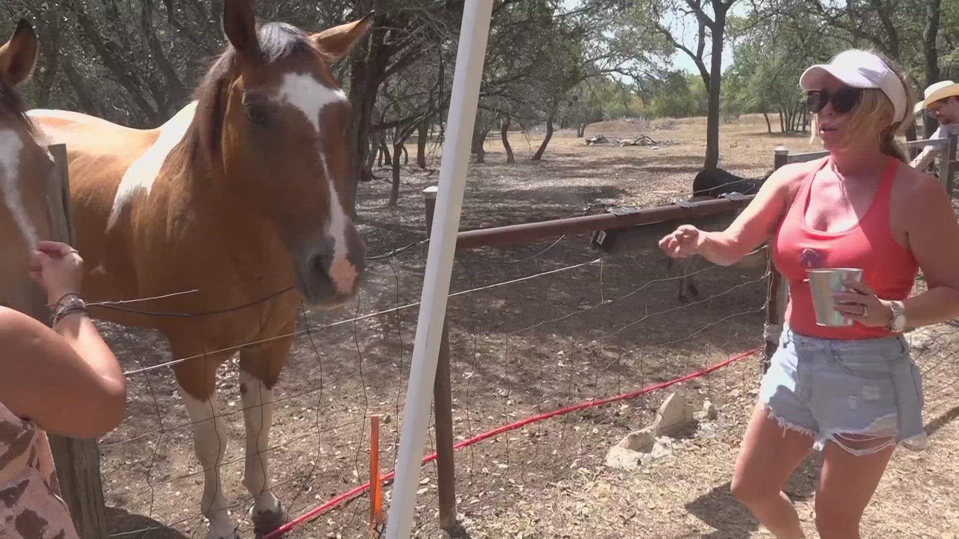 ACS staff say their officers encounter plenty of farm animals, too.