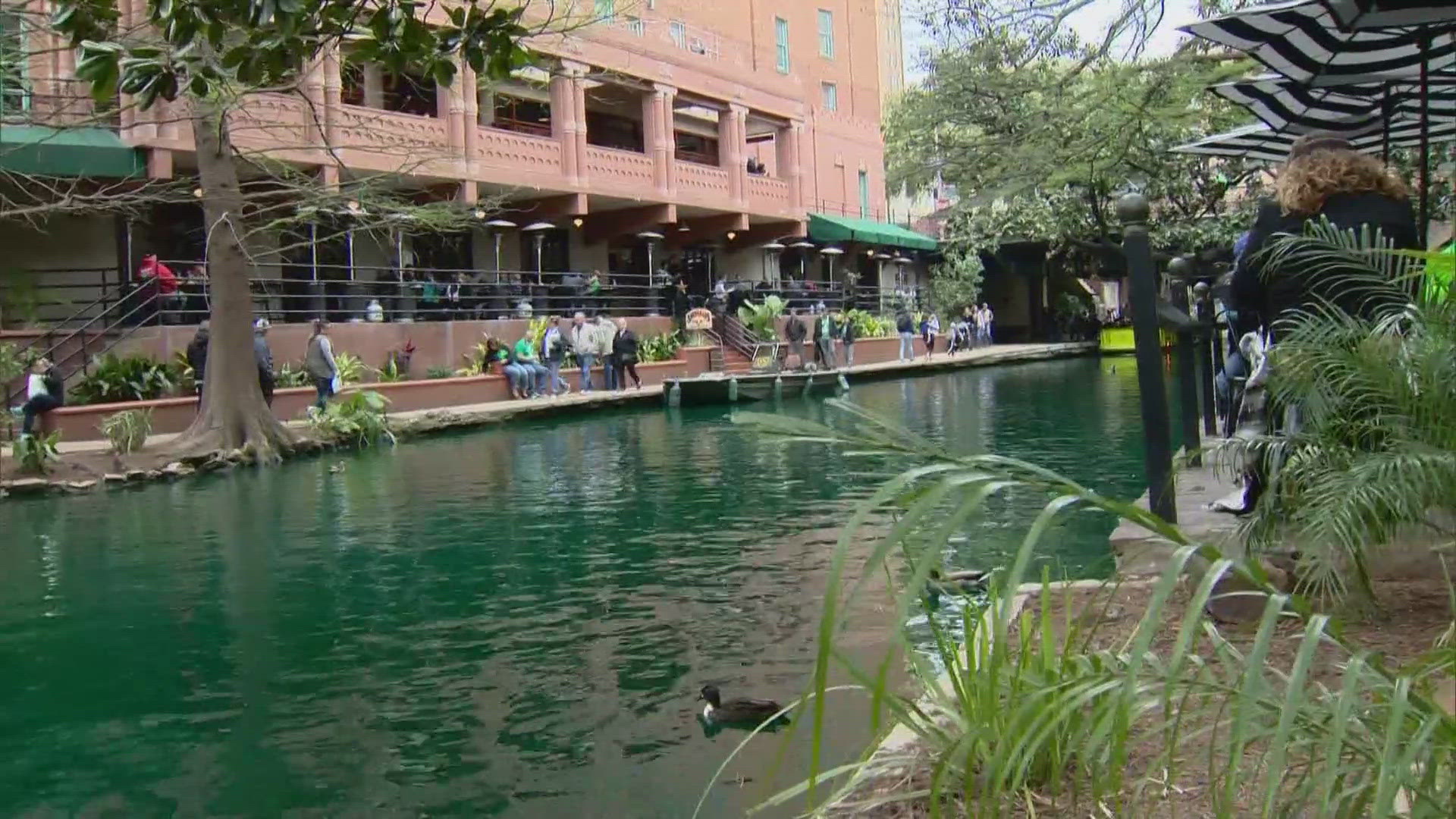 san antonio river goes green for st patricks day