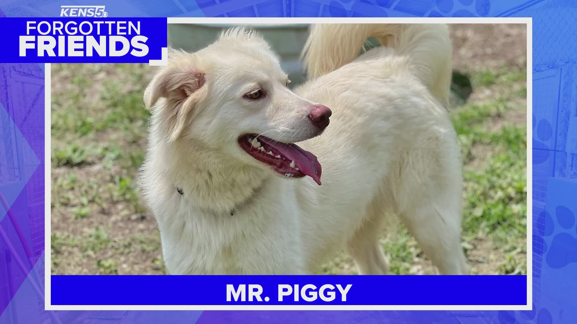 He is the "longest stay dog" at the shelter, having been there for about eight months now.