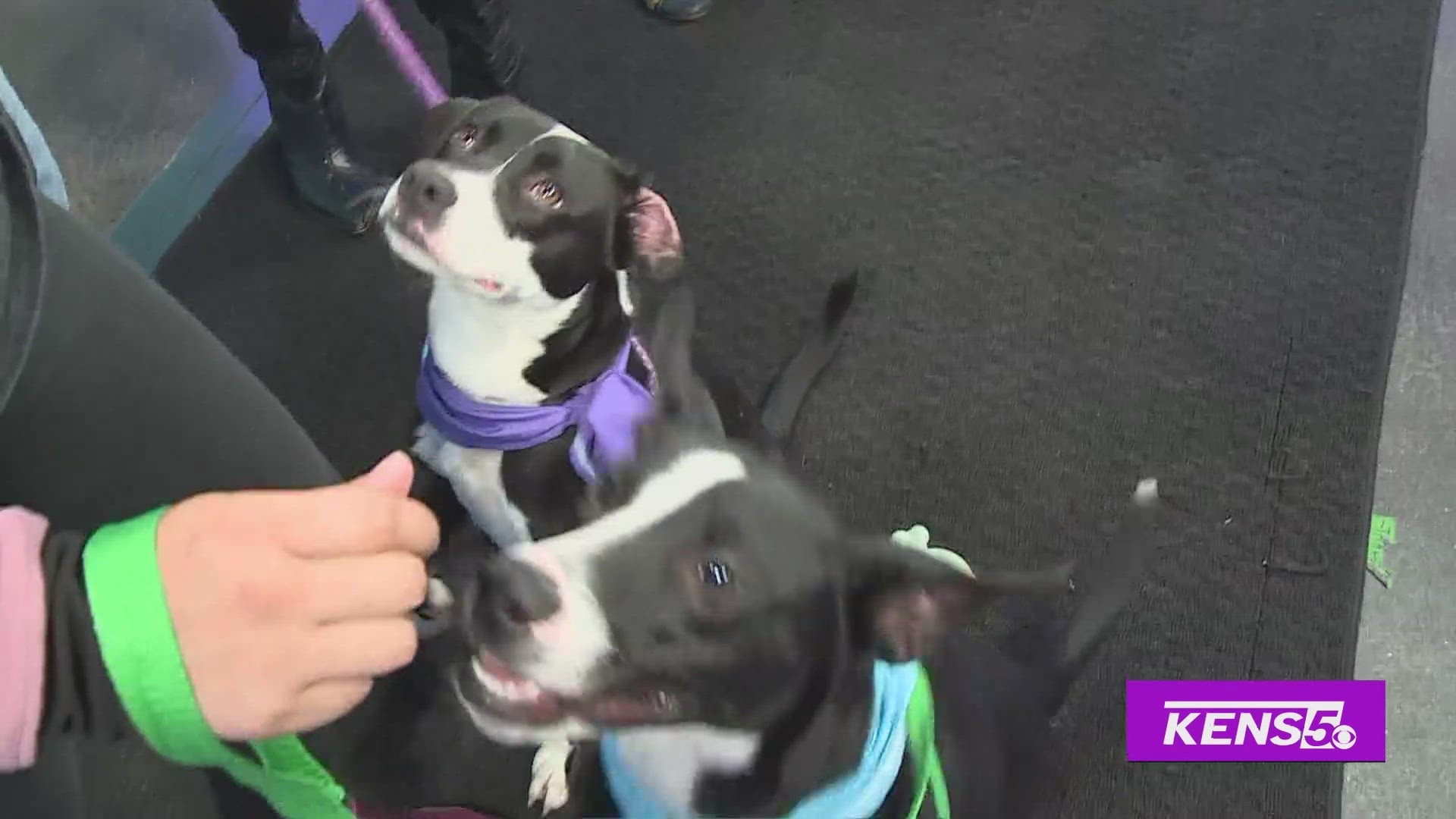 SA Humane stops by to share these adoptable pups ready for their fur-ever homes.