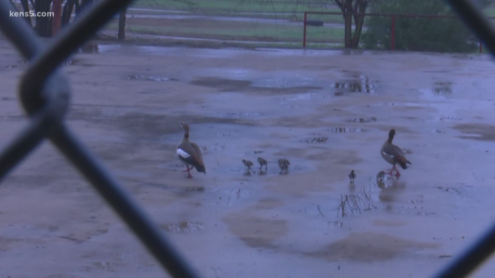 Cecilia Vidal noticed the waddling family on her way to work, and decided to stop and help.