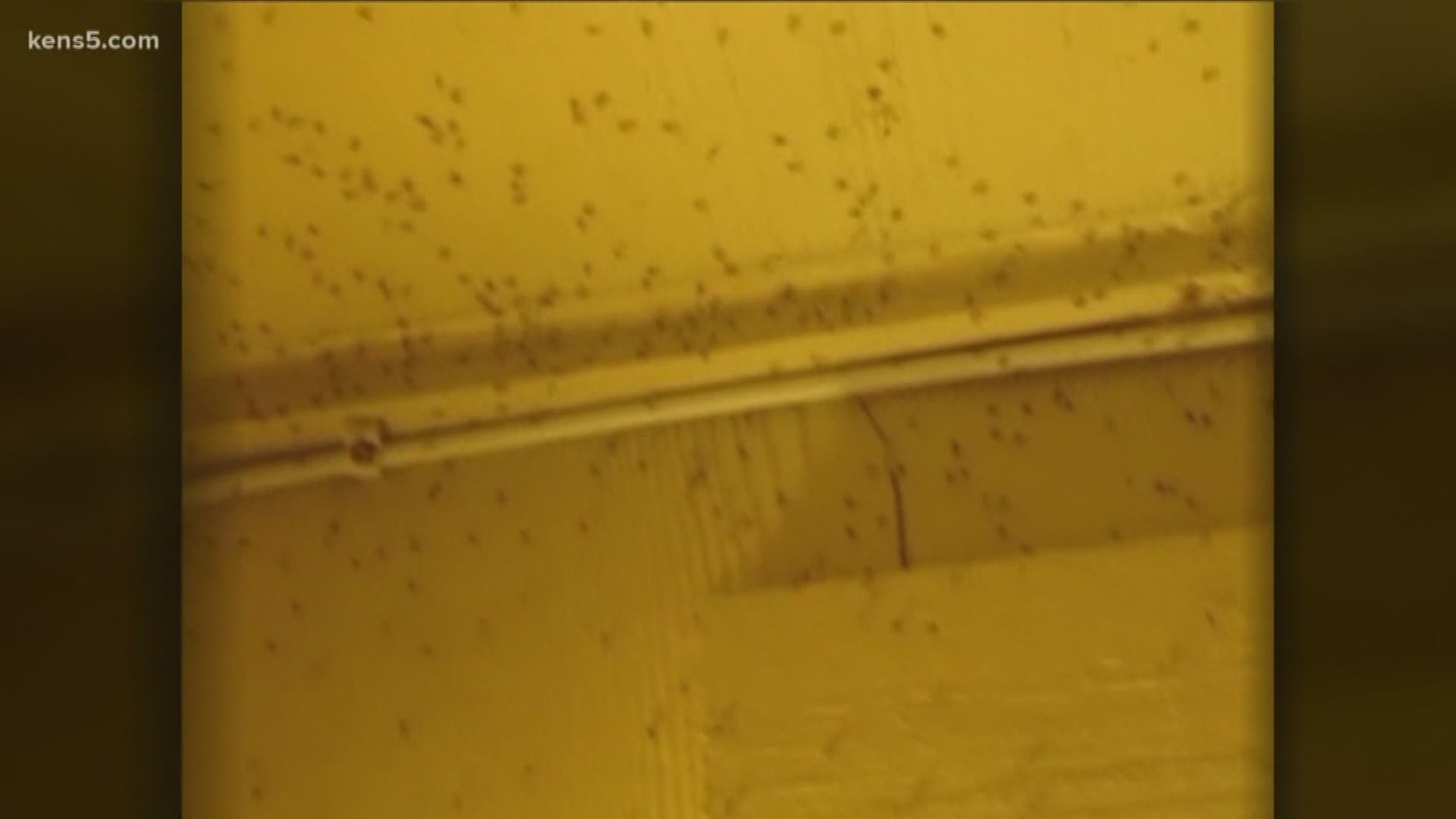 Kerrville residents say they're trapped inside their own homes. All due to thick swarms of bugs plaguing their neighborhood. Eyewitness News reporter Sharon Ko has more.