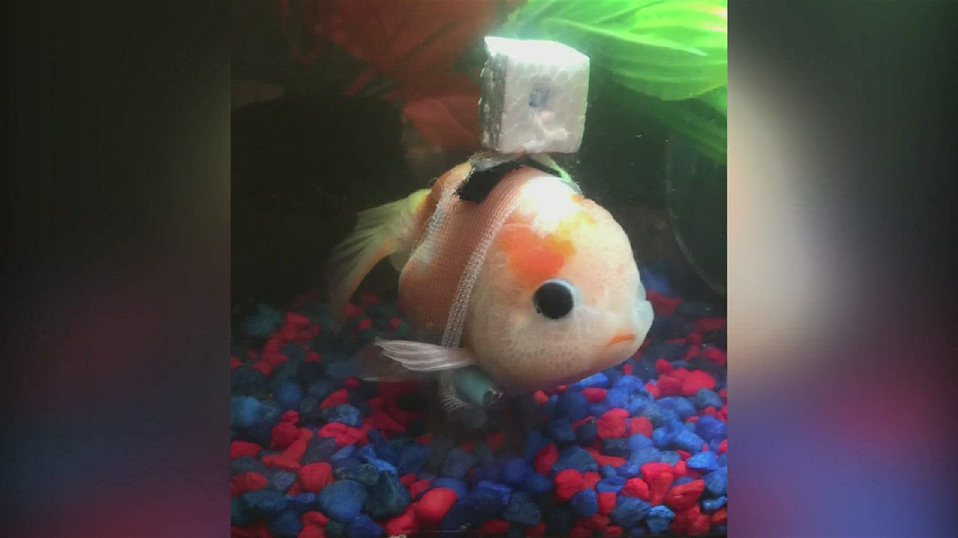 The Goldfish has a bladder problem that affects his ability to float like other fish.