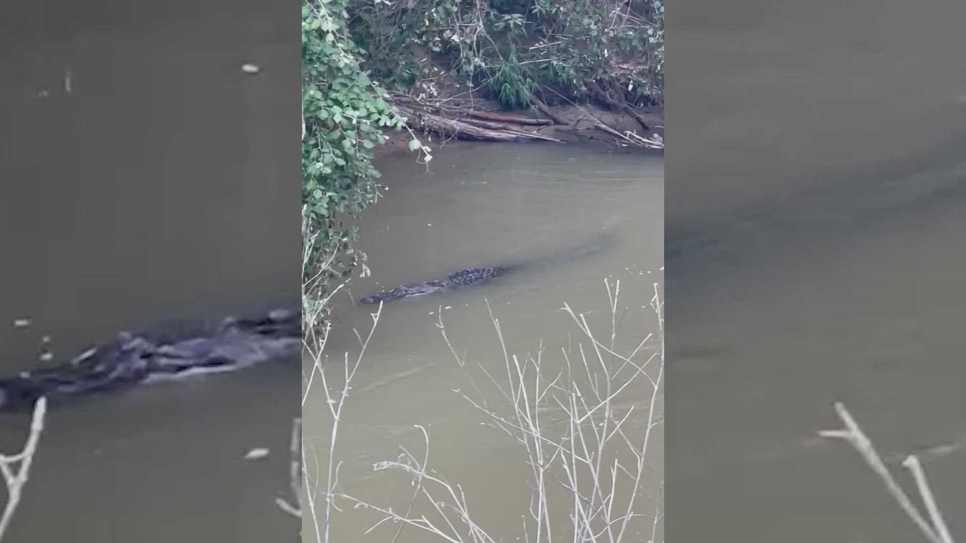 KENS 5'S Meredith Haas fills us in on what the community has to say about this sighting, and what you should do if you see one.