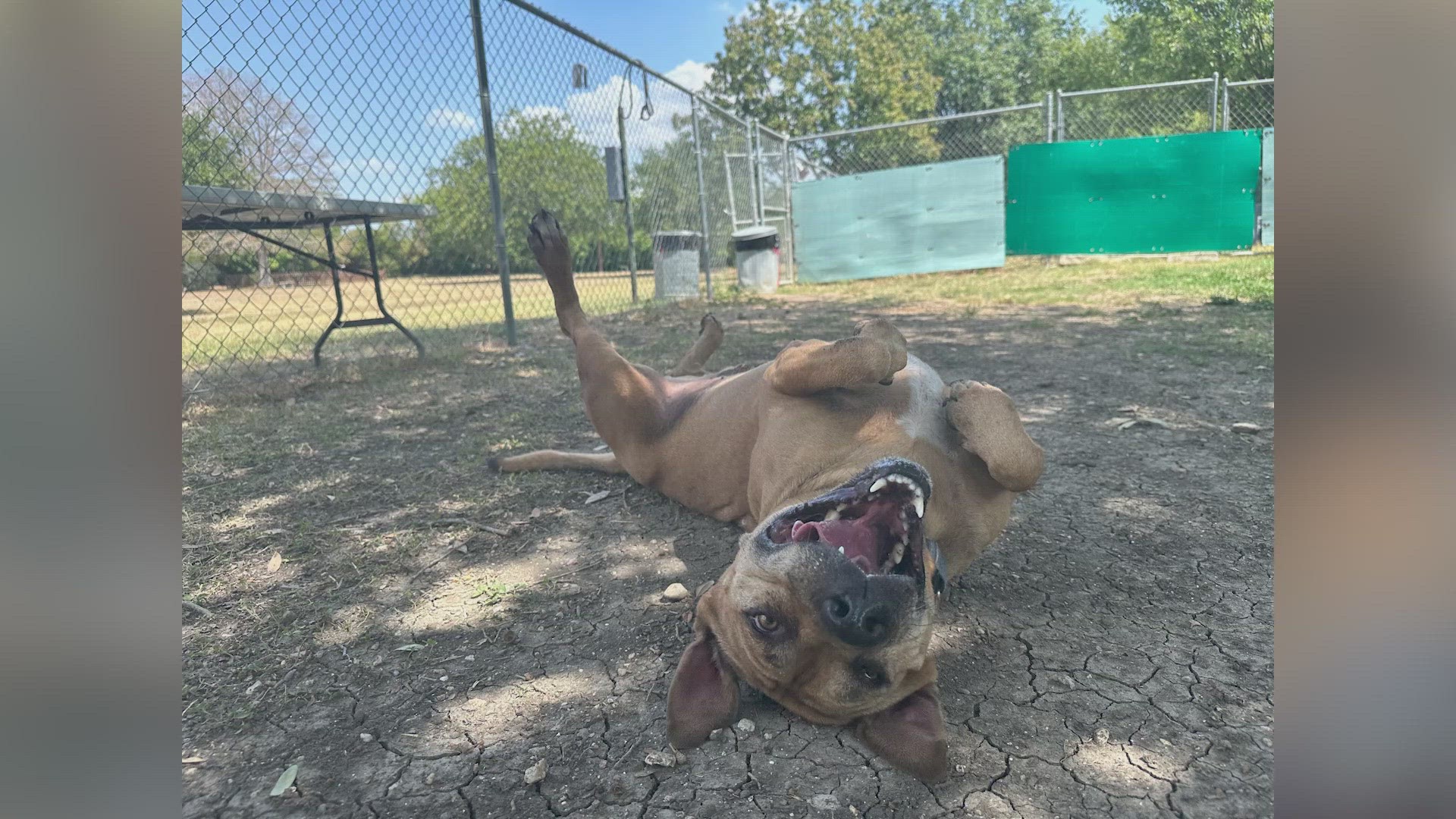This pitbull and shepherd mix has been at the Animal Defense League on Nacogdoches since 2018.