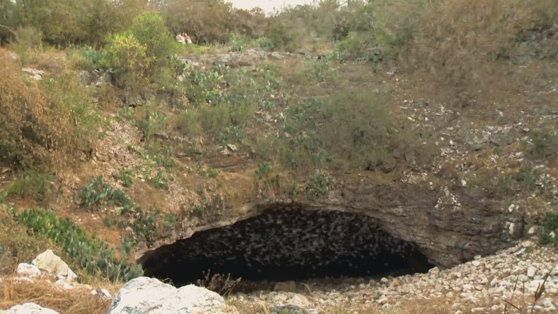 Between 15 and 20 million Mexican free-tailed bats have lived in the Bracken Bat Cave for an estimated 10,000 years.